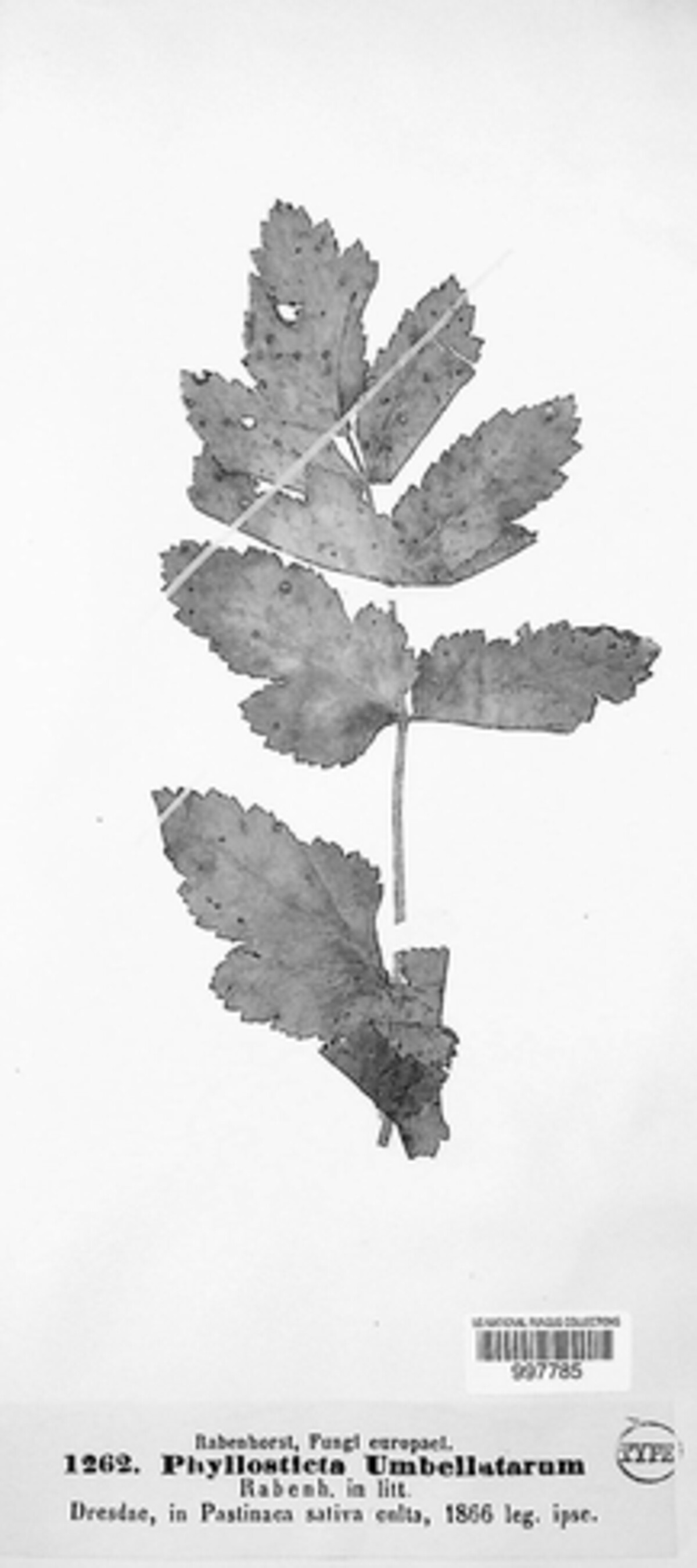 Phyllosticta umbellatarum image